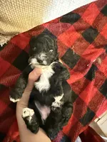 Girl one and only, a female Cavapoo for sale in Amarillo, TX – 1 of 6