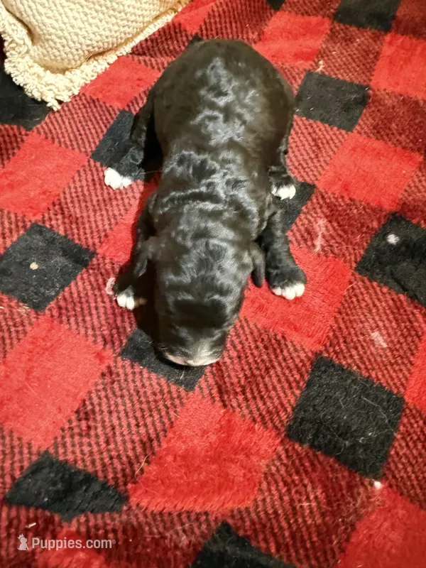 Girl one and only, a female Cavapoo for sale in Amarillo, TX – Photo 1 of 3