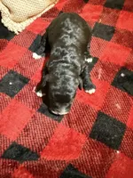 Girl one and only, a female Cavapoo for sale in Amarillo, TX – Photo 1 of 3