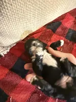 Girl one and only, a female Cavapoo for sale in Amarillo, TX – Photo 3 of 3