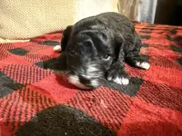 Girl one and only, a female Cavapoo for sale in Amarillo, TX – 5 of 6