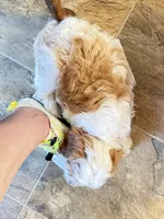 Simon, a male Cavapoo for sale in Amarillo, TX – 3 of 8