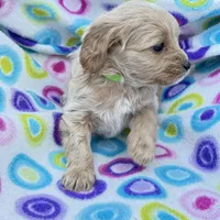 Batya, a female Cavapoo for sale in Amarillo, TX – Photo 2 of 2