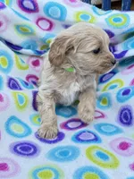 Batya, a female Cavapoo for sale in Amarillo, TX – Photo 2 of 2