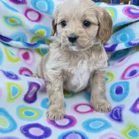 Batya, a female Cavapoo for sale in Amarillo, TX – Photo 1 of 2
