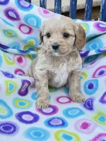 Batya, a female Cavapoo for sale in Amarillo, TX – Photo 1 of 2