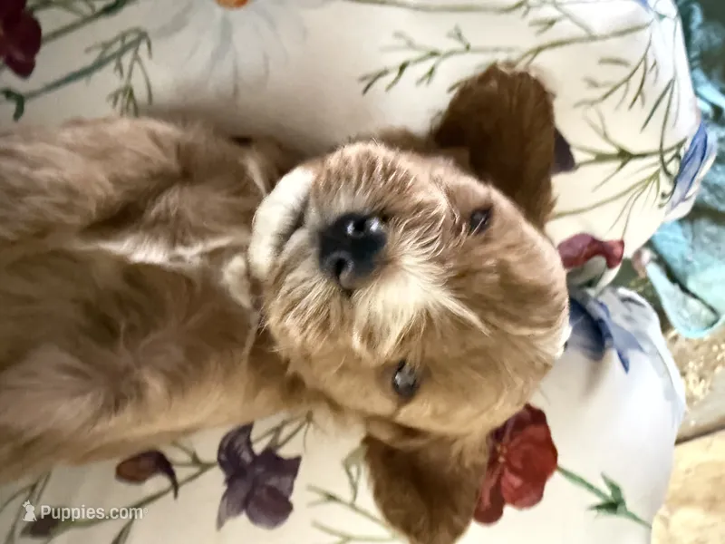 Puppy one, a male Cavapoo for sale in Amarillo, TX – 1 of 2