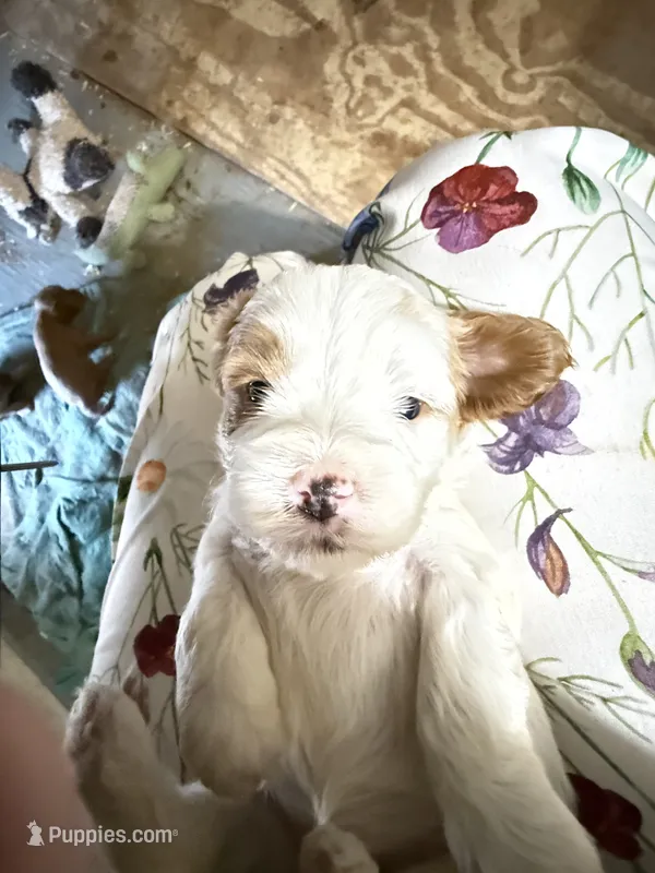 Puppy 2 – Cavapoo puppy for sale in Amarillo, TX