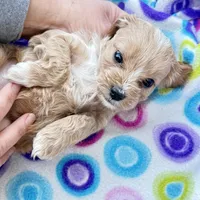 Shifra, a female Cavapoo for sale in Amarillo, TX – Photo 2 of 3