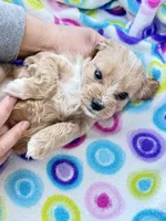 Shifra, a female Cavapoo for sale in Amarillo, TX – Photo 2 of 3