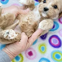 Shifra, a female Cavapoo for sale in Amarillo, TX – Photo 3 of 3