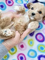 Shifra, a female Cavapoo for sale in Amarillo, TX – Photo 3 of 3
