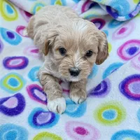 Shifra, a female Cavapoo for sale in Amarillo, TX – Photo 1 of 3