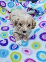 Shifra, a female Cavapoo for sale in Amarillo, TX – Photo 1 of 3