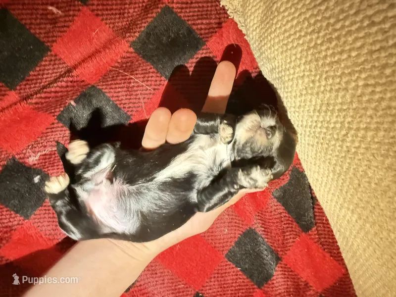 Boy 2 – Cavapoo puppy for sale in Amarillo, TX