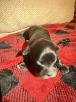 Boy 2, a male Cavapoo for sale in Amarillo, TX – Photo 2 of 3