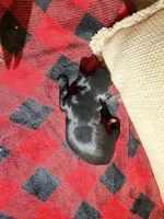 Boy 2, a male Cavapoo for sale in Amarillo, TX – Photo 3 of 3