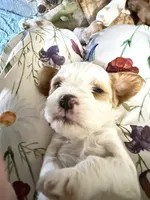 Puppy 4, a female Cavapoo for sale in Amarillo, TX – 3 of 4
