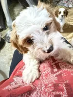 Simon, a male Cavapoo for sale in Amarillo, TX – 2 of 8