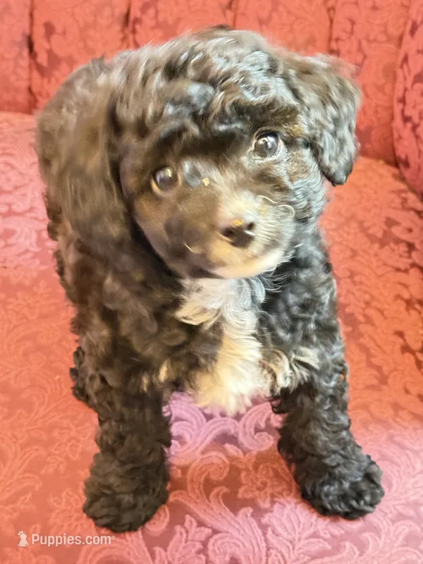 Boy 1 – Cavapoo puppy for sale in Amarillo, TX