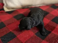 Boy 1, a male Cavapoo for sale in Amarillo, TX – Photo 2 of 4