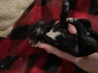 Boy 1, a male Cavapoo for sale in Amarillo, TX – Photo 3 of 4