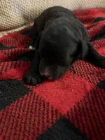 Boy 1, a male Cavapoo for sale in Amarillo, TX – Photo 4 of 4