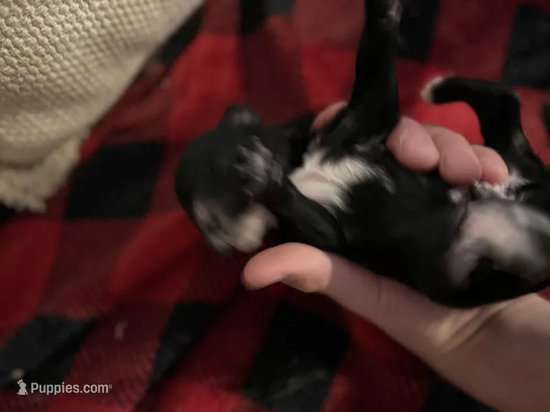 Boy 1 – Cavapoo puppy for sale in Amarillo, TX