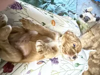 Puppy 5, a female Cavapoo for sale in Amarillo, TX – 3 of 4