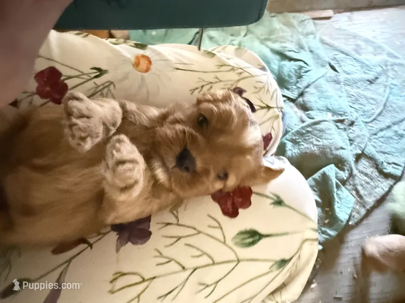 Puppy 6 – Cavapoo puppy for sale in Amarillo, TX