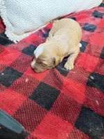 Boy 3, a male Cavapoo for sale in Amarillo, TX – Photo 2 of 3