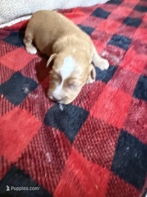 Boy 3 – Cavapoo puppy for sale in Amarillo, TX