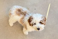 Lilly, a female Cavapoo for sale in Amarillo, TX – Photo 8 of 8