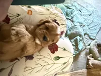 Puppy 6, a female Cavapoo for sale in Amarillo, TX – 3 of 4