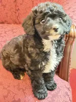 Boy 1, a male Cavapoo for sale in Amarillo, TX – 2 of 7