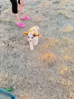 Simon, a male Cavapoo for sale in Amarillo, TX – 4 of 8