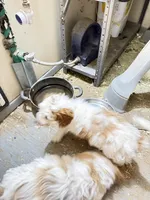 James, a male Cavapoo for sale in Amarillo, TX – Photo 5 of 5