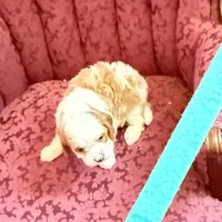 James, a male Cavapoo for sale in Amarillo, TX – Photo 2 of 5