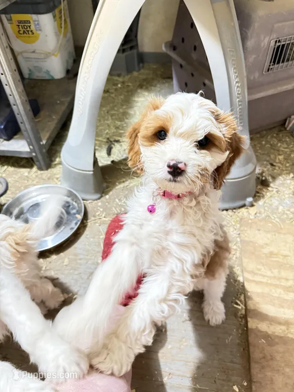 James – Cavapoo puppy for sale in Amarillo, TX