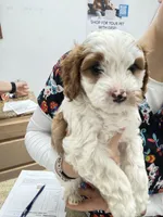 James, a male Cavapoo for sale in Amarillo, TX – Photo 3 of 5