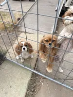 James, a male Cavapoo for sale in Amarillo, TX – Photo 4 of 5