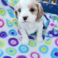 Puah, a female Cavapoo for sale in Amarillo, TX – Photo 1 of 3