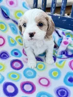Puah, a female Cavapoo for sale in Amarillo, TX – Photo 1 of 3