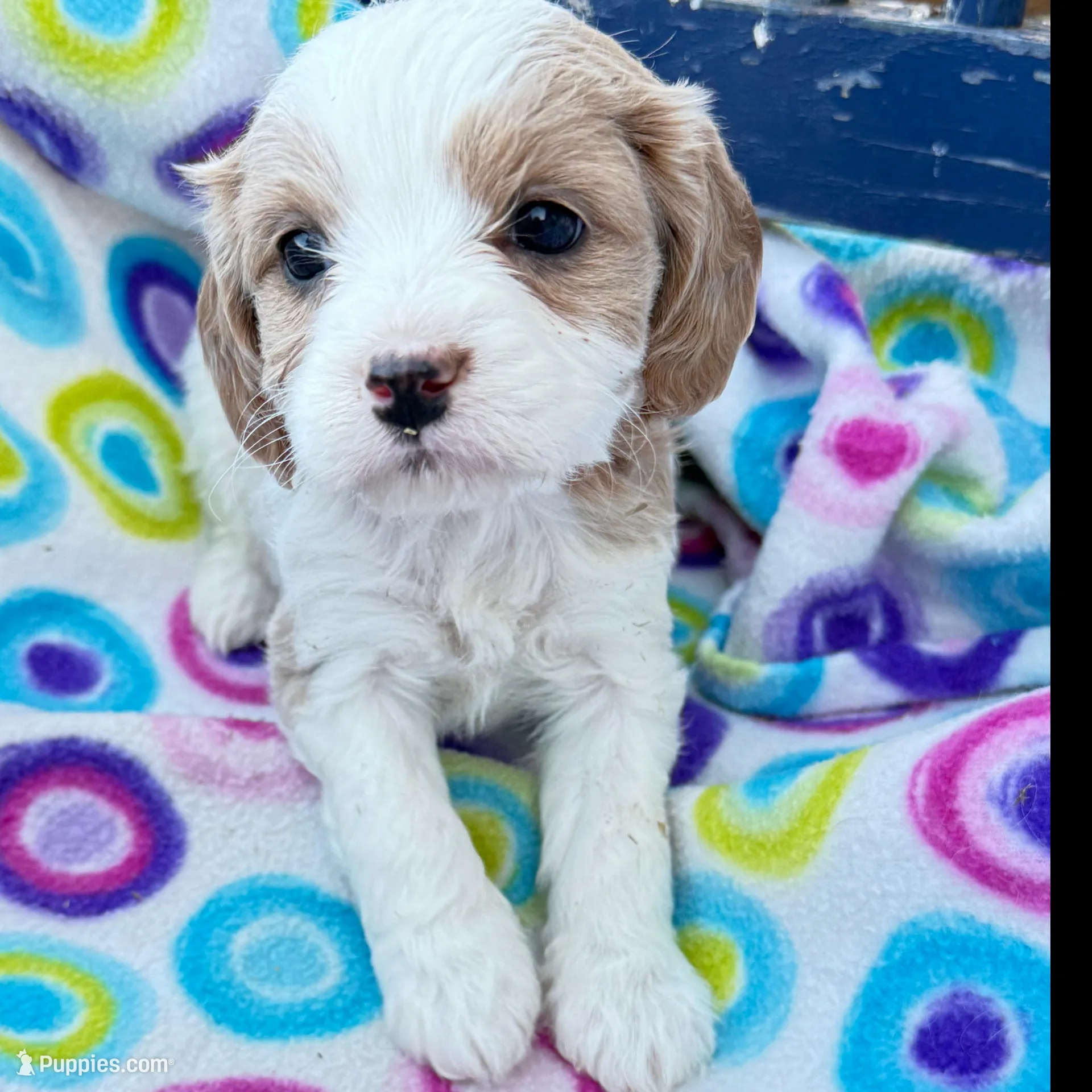 Puah, a female Cavapoo for sale in Amarillo, TX – Photo 3 of 3