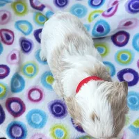 Puah, a female Cavapoo for sale in Amarillo, TX – Photo 2 of 3