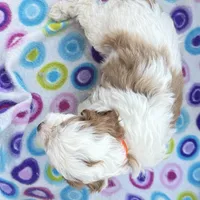 Salome, a female Cavapoo for sale in Amarillo, TX – Photo 5 of 5