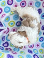 Salome, a female Cavapoo for sale in Amarillo, TX – Photo 5 of 5