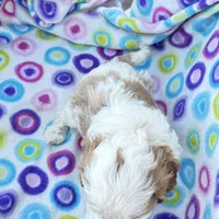 Salome, a female Cavapoo for sale in Amarillo, TX – Photo 2 of 5