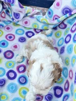 Salome, a female Cavapoo for sale in Amarillo, TX – Photo 2 of 5