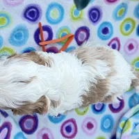 Salome, a female Cavapoo for sale in Amarillo, TX – Photo 4 of 5